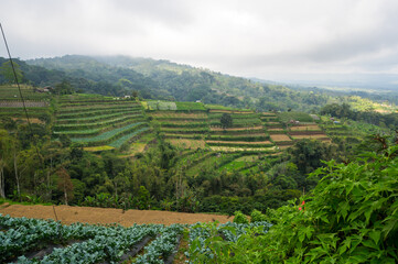 View of the Jatiluwih rice terraces