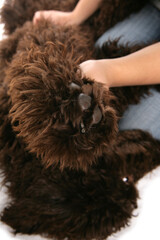 Owner inspecting dogs paw