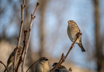 STREET brown sparrows perch on a branch, birds in the thick branches of an acacia tree. Wild and free nature. photo animalism. artistic blurring