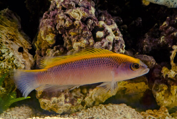 Obraz na płótnie Canvas Pseudochromis flavivertex, the sunrise dottyback, is a species of ray-finned fish from the Western Indian Ocean which is a member of the family Pseudochromidae.