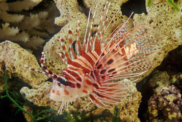 The spotfin lionfish or broadbarred firefish (Pterois antennata) is a fish found in the tropical Indian and Western Pacific Oceans