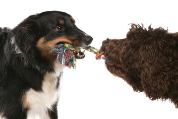 Two dogs playing tug of war