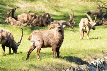 Group of ibex (Capra ibex)