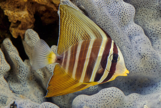 The sailfin tang (Zebrasoma veliferum) is a marine reef tang in the fish family Acanthuridae.
