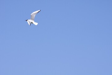 Une mouette