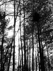 sunset in the forest