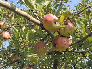 Pomme Schaffelder