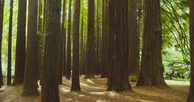 Californian redwood forest, Otway National Park, Australia