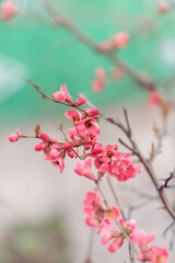 pink cherry blossom