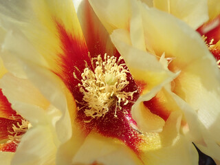 Fototapeta na wymiar Close up of a Prickly Pear Blooming