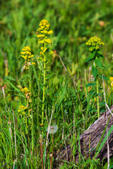 Euphorbia plant in the natural habitat
