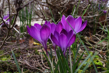 Spring flowers crocuses making their way to the sun