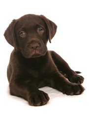Brown Labrador Puppy