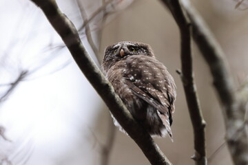 Eurasian pygmy owl (Glaucidium passerinum) Swabian Jura