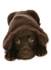 Brown Labrador Puppy