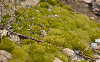 Moss grows through the asphalt. Bright green moss and old gray asphalt. Asphalt texture. Islets of moss on the asphalt. Nature wins. Macro. Close-up.