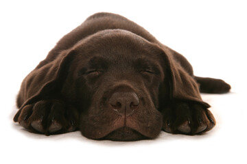Brown Labrador Puppy