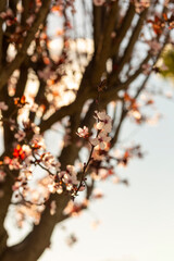 Plum blossoms blooming in spring, Prunus Cerasifera