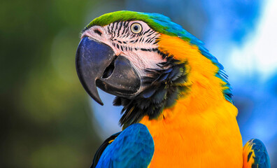 Macaw type parrot with orange blue plumage