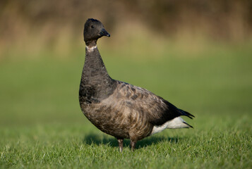 Brent Goose