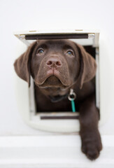 Chocolate Labrador Dog