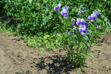 Garden flowers-Violets (Viola tricolor) or horned violet. Also have the name pansies. Soft focus. Free space, space for text.