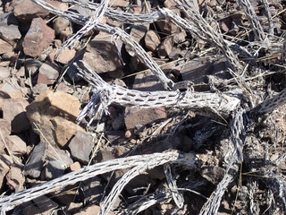 Cactus plants in the desert