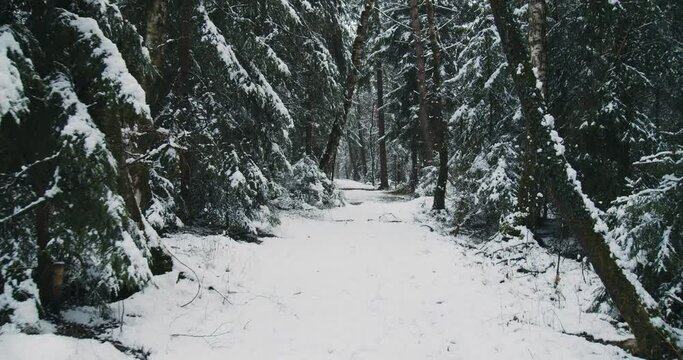 Forrest Walk in WInter cameramovement 