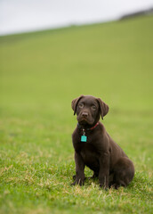 Chocolate Labrador Dog