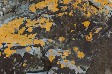 Yellow lichen on rock texture