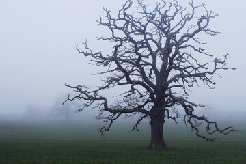 
A tree in the fog. A lonely tree without leaves in the fog. Oak in the fog
