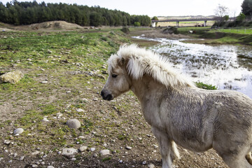 Fototapeta premium Wild pony field