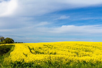 yellow canola fields in Turkey
