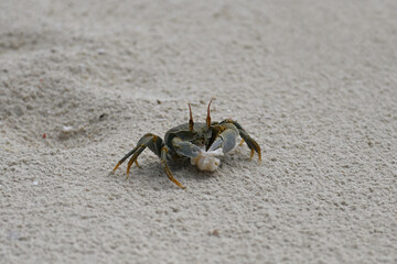 Portrait of a yellow-green live crab on a sandy beach. A beautiful crab holds food in its claws. Wildlife of the sandy tropical beach. Live Crab. Animal world on the islands in Tanzania