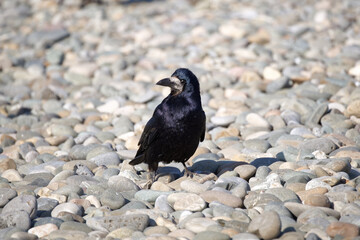 Shiny black rook (Corvus frugilegus) on the stone beach on sunny day.