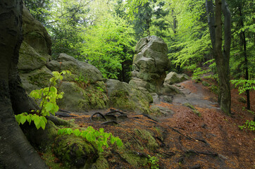 rock in the green spring forest