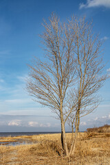Fototapeta na wymiar Tall tree on the shore against the background of the sky
