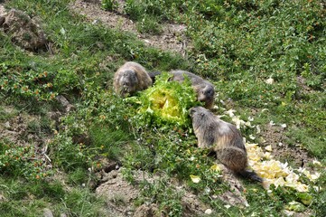 Marmottes des Hautes-Alpes