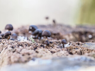 Małe czarne grzybki na spróchniałym pniu drzewa - obrazy, fototapety, plakaty