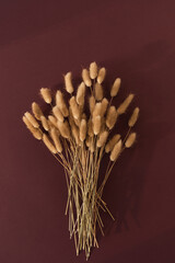 Rabbit bunny tail grass plant bouquet on burgundy background. Flat lay, top view.
