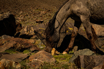 horses in the high mountains