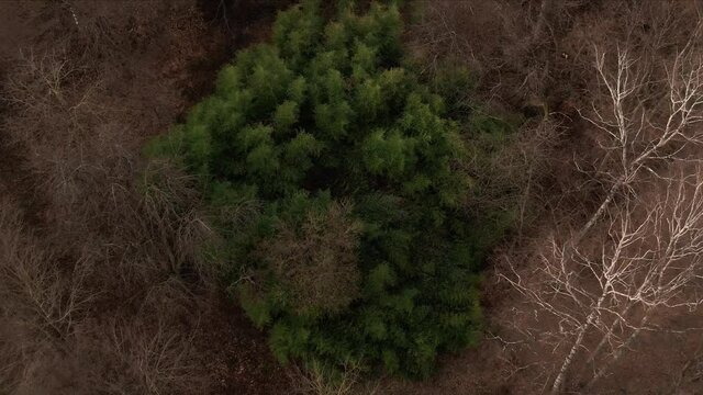 nature bambus zooming in from a aerial view 