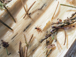 Malutki pająk na kawałku drewna - obrazy, fototapety, plakaty