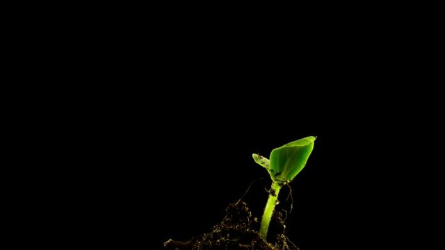 Growing green cucumber plant time lapse. Timelapse seed growing, Closeup nature agriculture shoot. Vegetable sprouting from the ground.