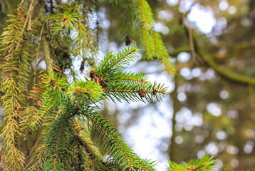 Green spruce branch close-up. Beautiful branch of spruce with needles and cones. Christmas tree in nature. Picture of the natural tree for the background. Tropical and subtropical coniferous forests.