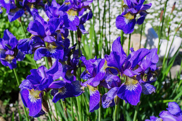Flower bed in the garden. Violet Irises aka Cockerel, aka Irideae flowers closeup.