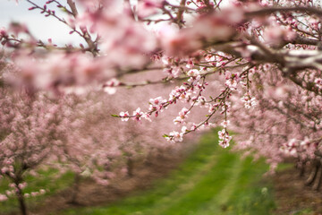 Fototapeta premium Peach blossoms
