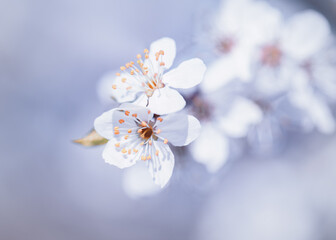 Białe kwiaty wiśni (Cherry blossom). Sezon wiosenny - obrazy, fototapety, plakaty