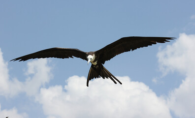 The magnificent frigatebird. This immature female was hovering over the ocean looking for fish. Isolated in a sunny blue sky with white fluffy clouds.