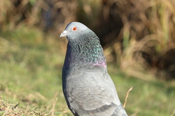The pigeon in the nature with his orange eyes looking for a food at Brno, Czech republic